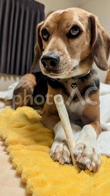 このガムは僕のもの 犬,ビーグル,ガムの写真素材