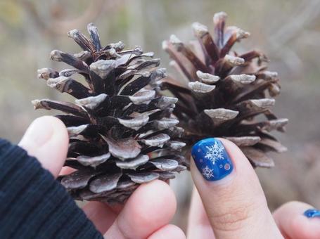 松ぼっくりの写真