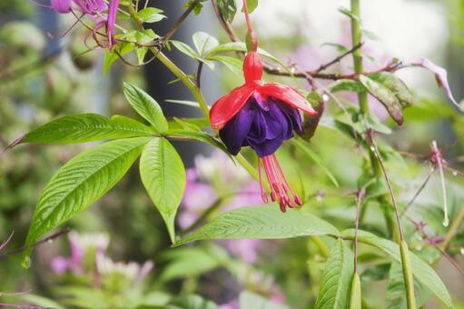 フクシアの花　ネパール フクシア,花壇,園芸の写真素材