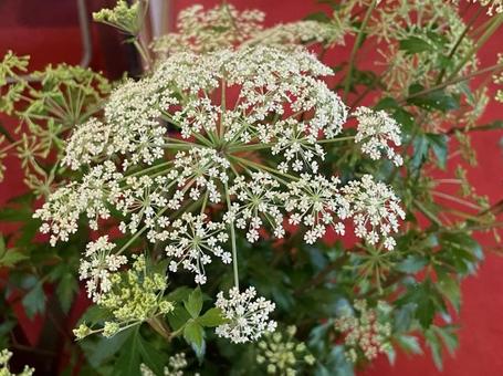 大和当帰　白い花　傘状　生薬 大和当帰,白い花,傘状の写真素材