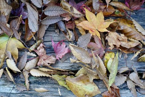 古い板の上の落ち葉 落葉,枯葉,秋の写真素材