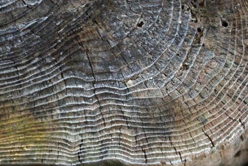 Frost-covered old stump, JPG