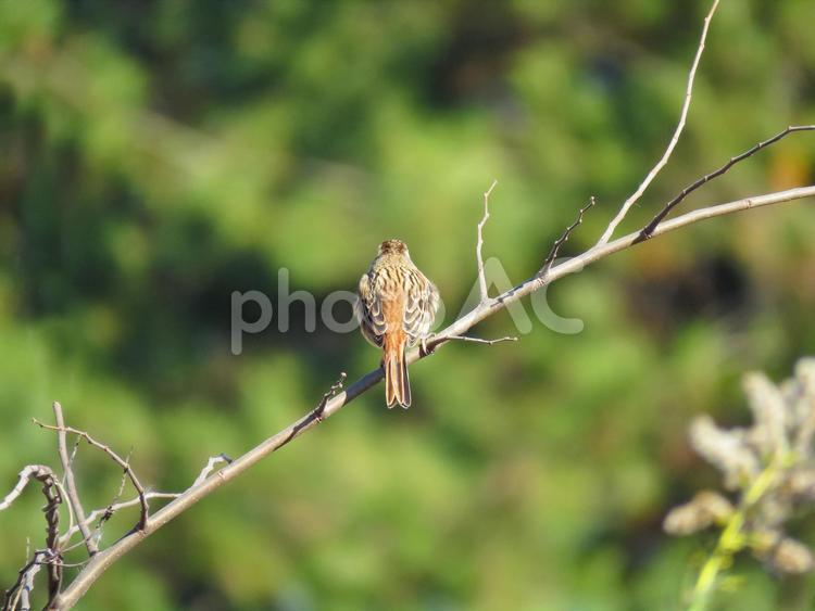 枝に留まるホオジロの後ろ姿 ホオジロ,頬白,野鳥の写真素材