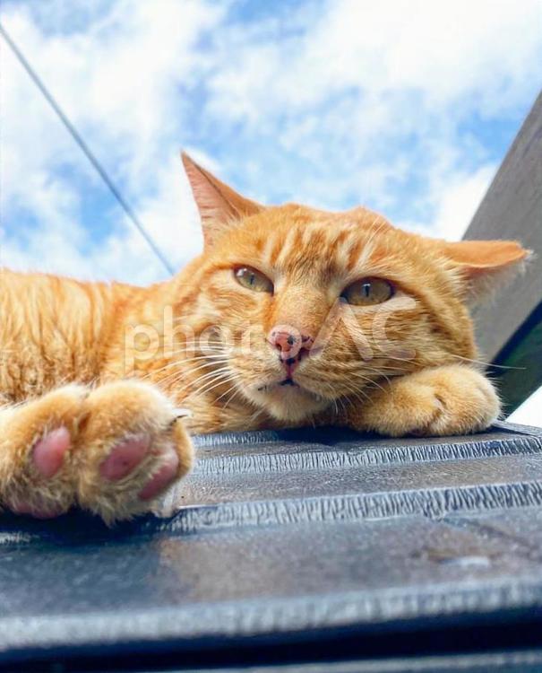 日光浴をしているオレンジ色の猫 オレンジ色の猫,野良猫,太陽浴びの写真素材