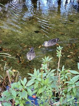 カルガモ2羽 野鳥,カモ,鴨の写真素材