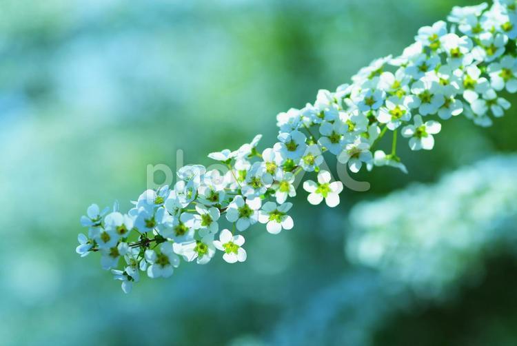 雪柳　ユキヤナギ　春の花　白い花 雪柳,ユキヤナギ,春の花の写真素材