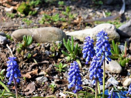 丈の小さいムスカリの花 丈の小さいムスカリの花の写真