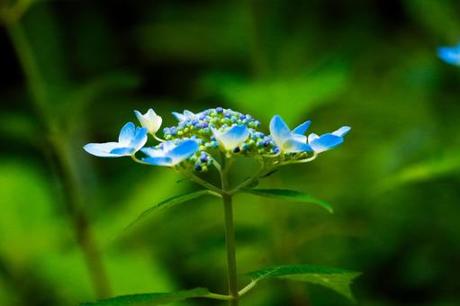 Mountain hydrangea _2, JPG Mountain hydrangea _2, JPG