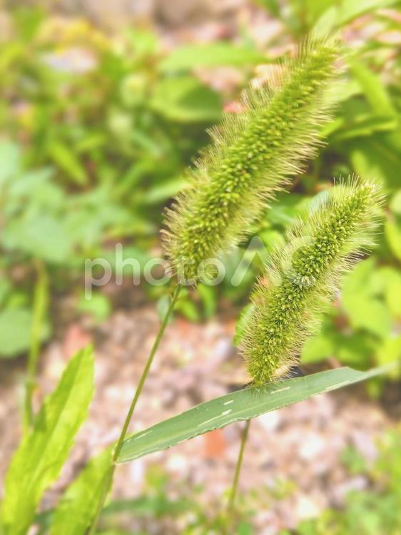 雑草　ふさふさ可愛い猫じゃらし 猫じゃらし,エノコログサ,雑草の写真素材