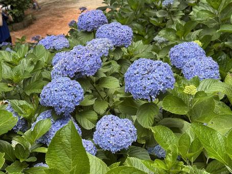 Cute little hydrangea, JPG Cute little hydrangea, JPG