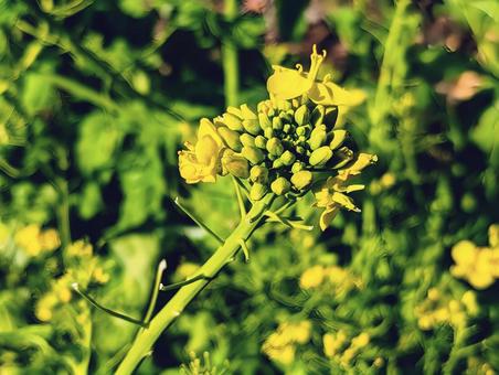 菜の花 菜の花の写真