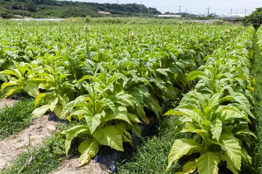 タバコ畑 タバコ畑の写真