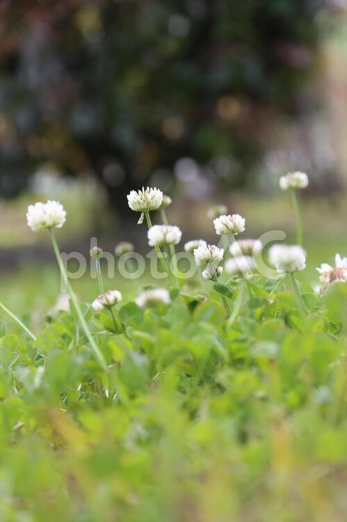 公園のシロツメグサ達 公園,シロツメグサ,白の写真素材