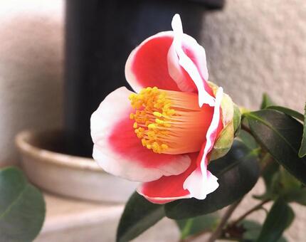 ツバキ ツバキの写真