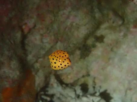 ミナミハコフグの幼魚 ミナミハコフグの幼魚の写真