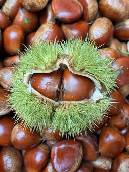 京都丹波の栗 栗,毬栗,京丹波栗の写真素材
