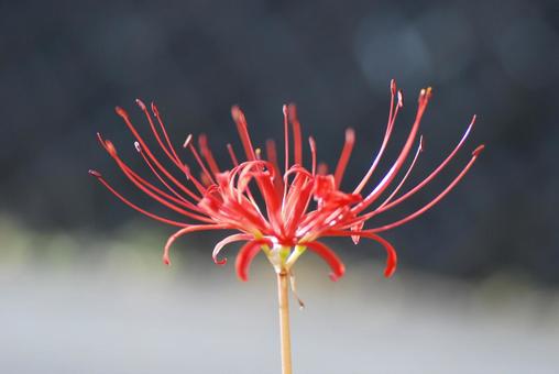 ヒガンバナの写真