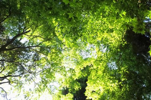 木漏れ日 木漏れ日の写真