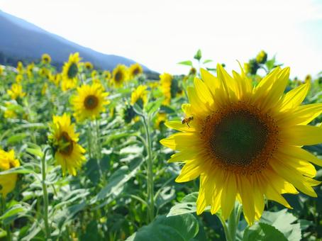 ひまわり ひまわりの写真