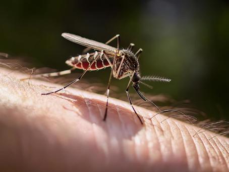 Mosquito_AS000001, mosquito, insect, vampire, JPG