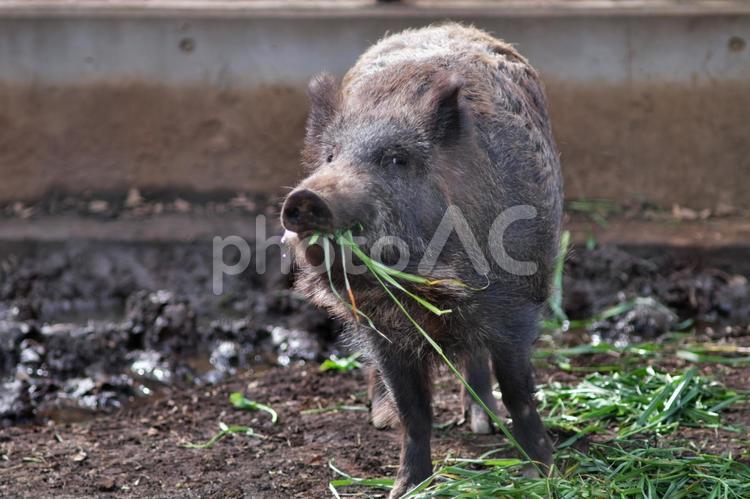 草を食べるイノシシ② イノシシ,動物,自然の写真素材
