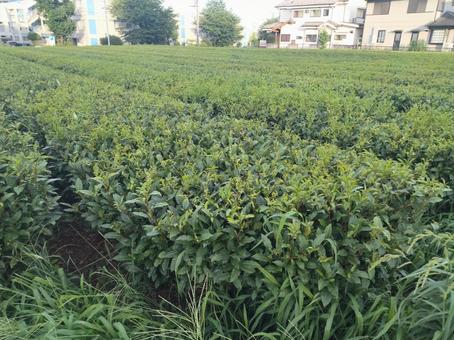 茶畑 茶畑 茶畑,お茶,お茶っ葉の写真素材