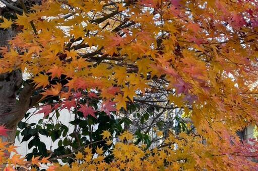 日本の秋の鮮やかな紅葉 自然,秋,紅葉の写真素材