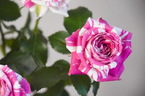 フラッシング フラッシング ばら,フラワー,薔薇の写真素材