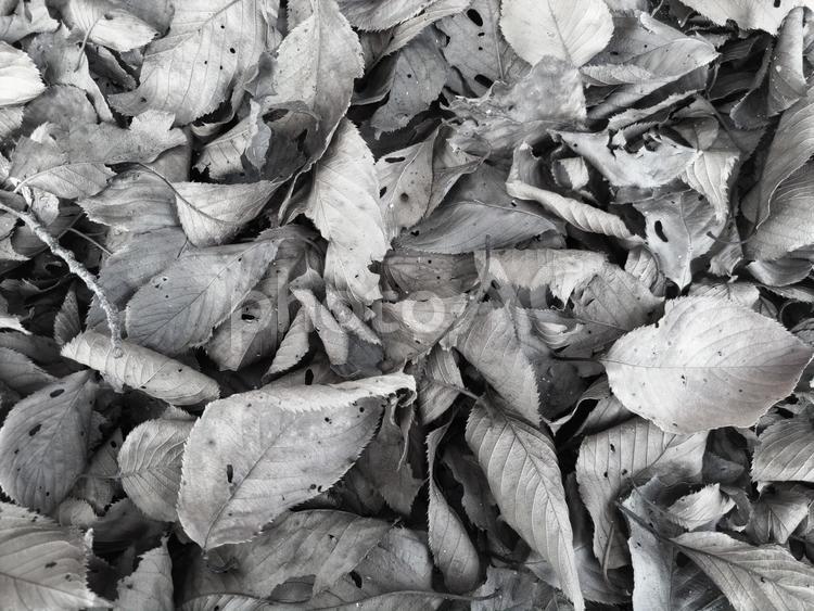 秋の落ち葉11　モノトーン 秋,外,モノクロの写真素材