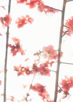 光の中の紅梅 光の中の紅梅 梅,紅梅,花の写真素材