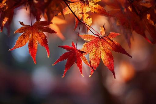 光に透ける鮮やかな紅葉 光に透ける鮮やかな紅葉の写真