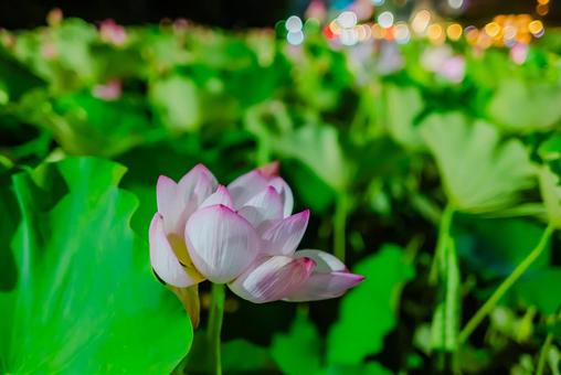 【秋田】夜の千秋公園 蓮の花 2025 【秋田】夜の千秋公園 蓮の花 2025 千秋公園,秋田,蓮の花の写真素材