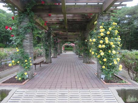 栃木県真岡市の井頭公園の薔薇園(バラ園) 栃木県真岡市の井頭公園の薔薇園(バラ園) バラ園,薔薇園,公園の写真素材