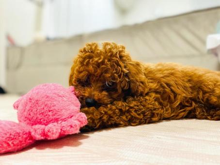 トイプードルの休日 トイプードルの休日 動物,生き物,かわいいの写真素材