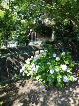 初夏の花壇と木漏れ日、アジサイ アジサイ,花,植物の写真素材