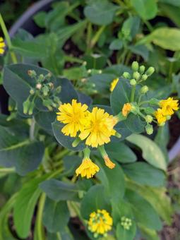 緑と黄色の写真