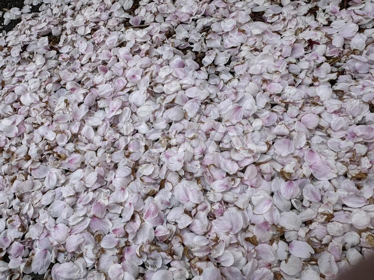 散りゆく桜 桜,さくら,サクラの写真素材