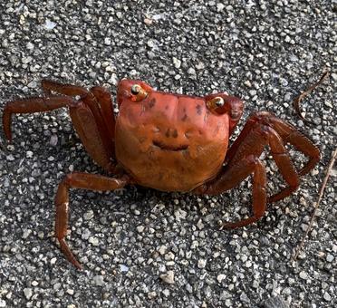 カニの背中にカエルの笑顔(1) カニの背中にカエルの笑顔(1)の写真