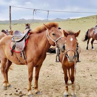 モンゴルの馬 モンゴルの馬 モンゴル,馬,家畜の写真素材