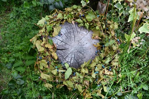 ノブドウのリース ノブドウ,リース,青の写真素材