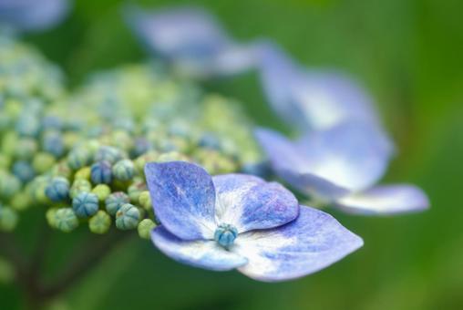 <Goto scenery> Rainy season scenery and hydrangea flowers, JPG