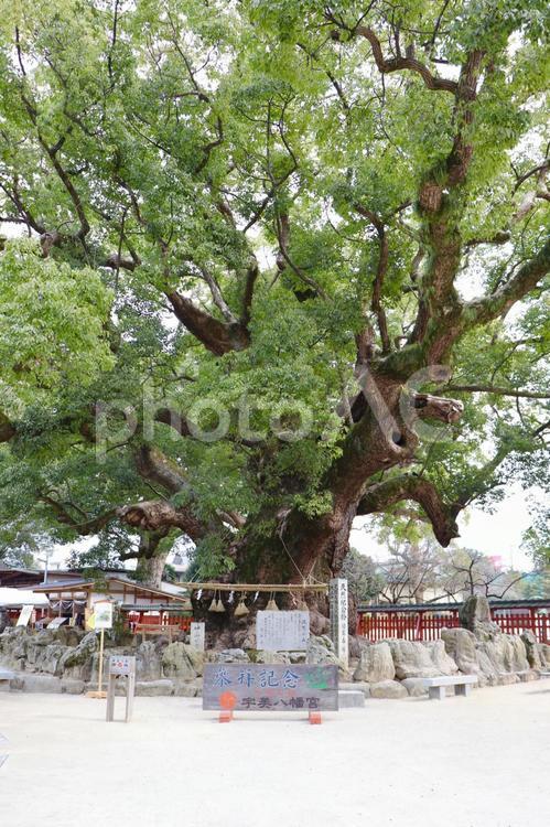 宇美八幡宮の御神木 御神木,神木,木の写真素材