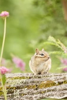 シマリス シマリスの写真