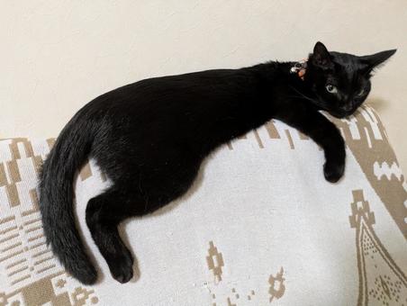 猫 猫 ねこ,ペット,クロネコの写真素材