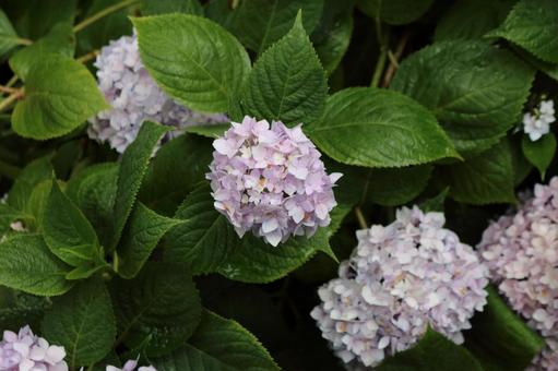 紫陽花 紫陽花の写真