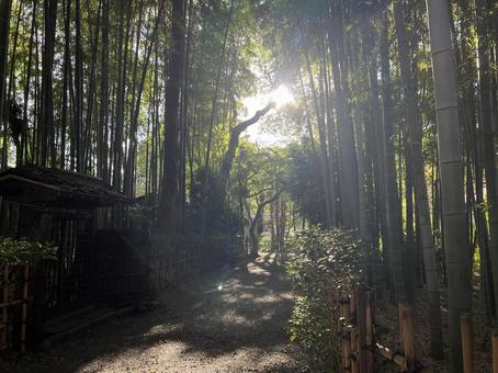荘厳な雰囲気の竹林と木漏れ日 荘厳な雰囲気の竹林と木漏れ日 荘厳,竹林,風景の写真素材