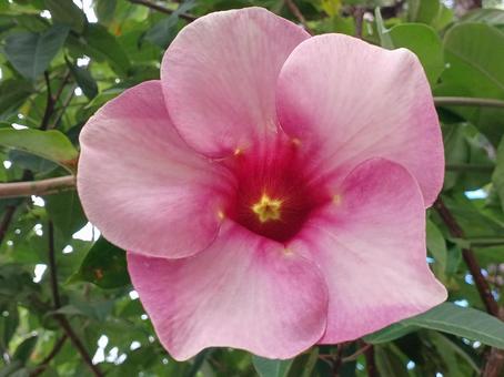 ムラサキアリアケカズラ ムラサキアリアケカズラの写真