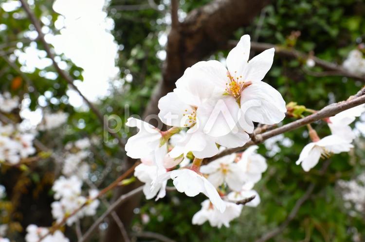 広島市南区黄金山の桜（ソメイヨシノ） 黄金山,広島市,広島の写真素材