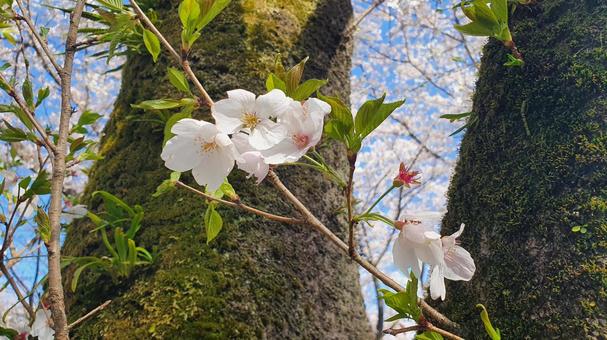 春が来る、かわいいさくらの花の写真