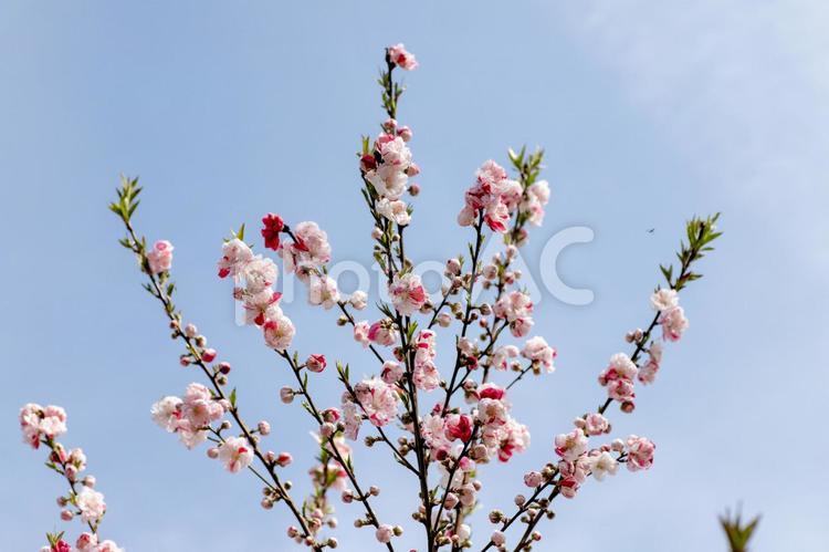 風景素材　鮮やかで可愛いハナモモの花 風景,ハナモモ,花の写真素材